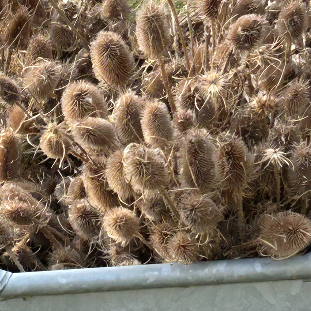 Xx41 Dried Teasel - vase length stem 