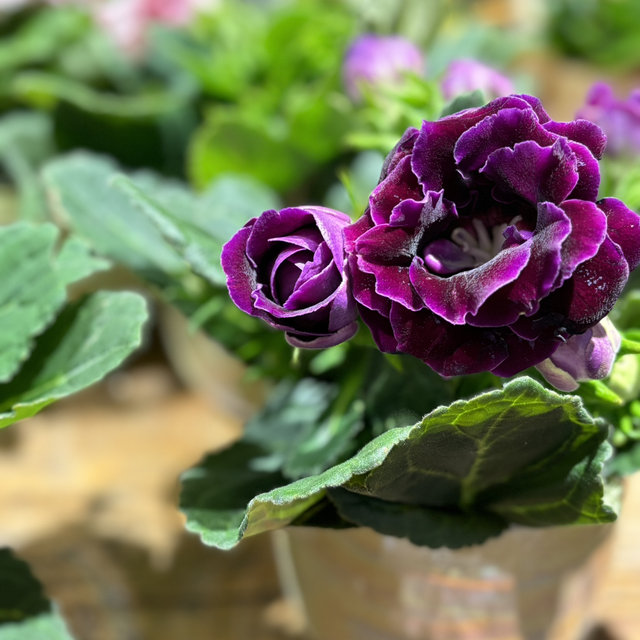 Gloxinia viola