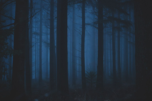 Le bois des pins bleutés