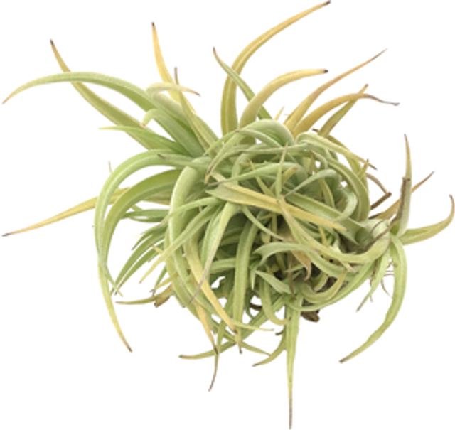 Tillandsia bermejoensis