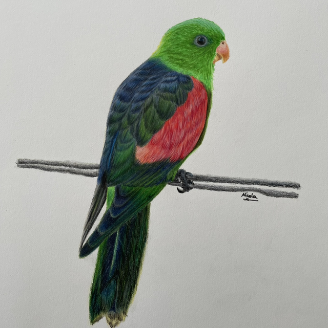Australian Parrot