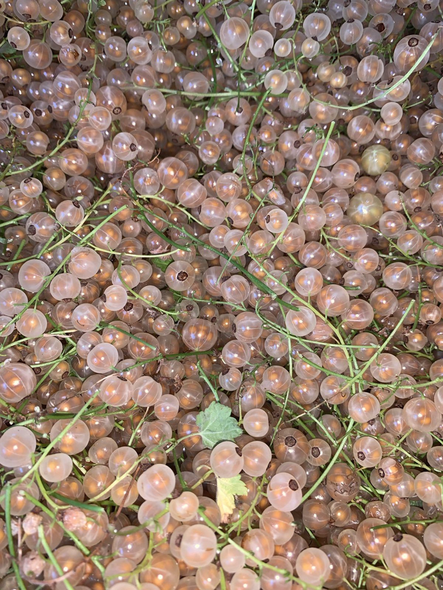 Energy Flow 012 Ticket