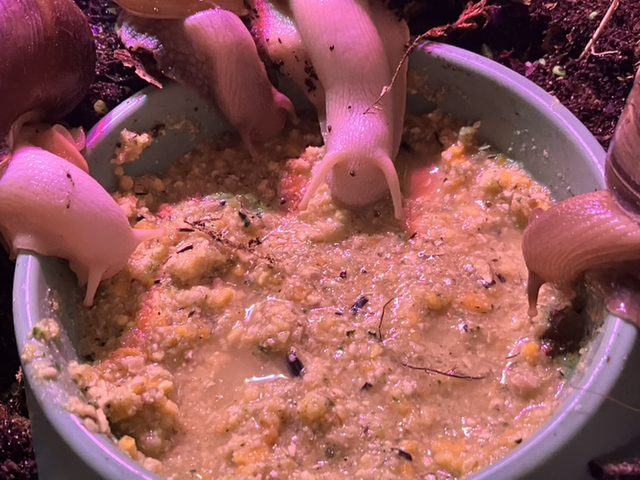 Butternut Squash, Courgette & Insect Protein Food