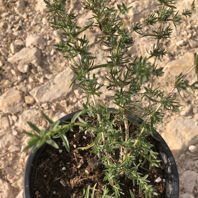 Menthe des cerfs AB - 