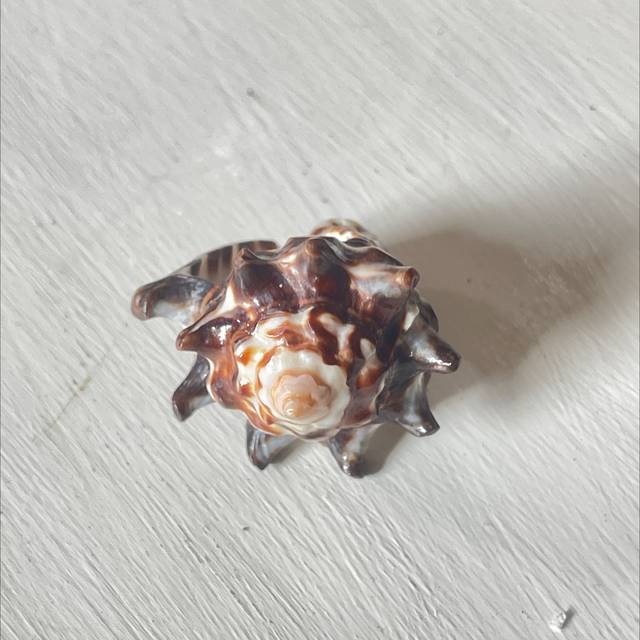 Muschel Ring one pièce 