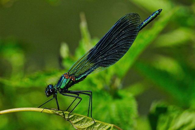 Demoiselle sur une feuille