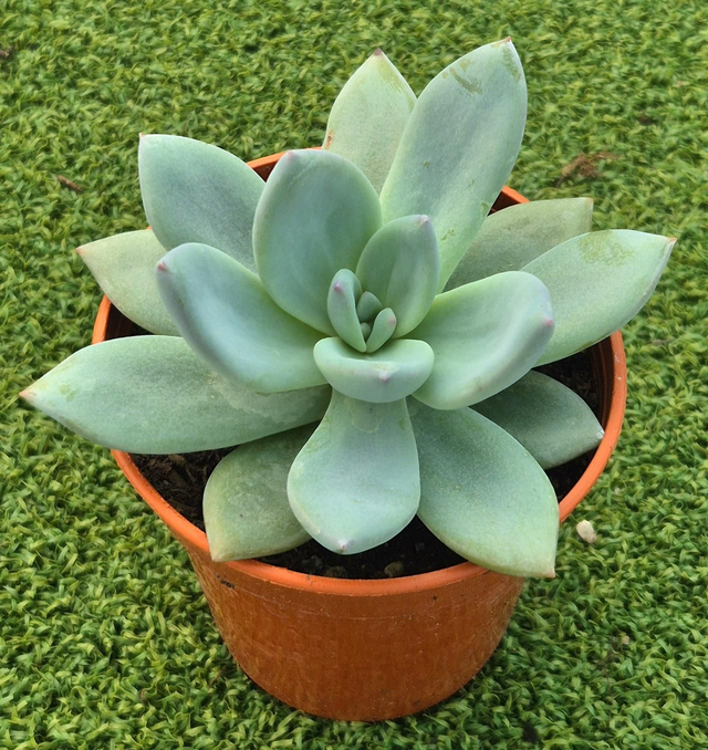 Pachyveria &#039;Powder Puff&#039;