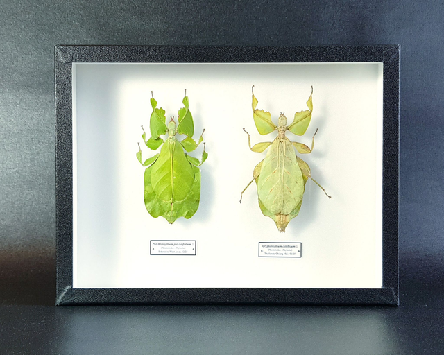 Pulchriphyllium et Cryptophyllium