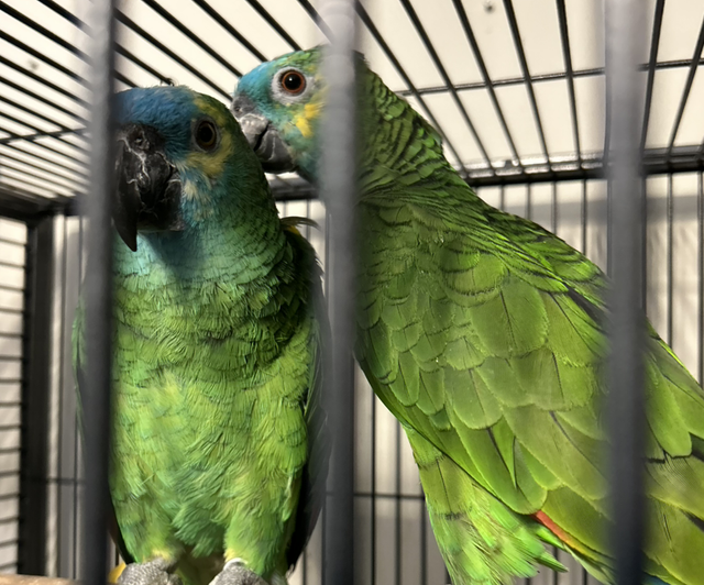 Hand Reared Baby Blue Fronted Amazons