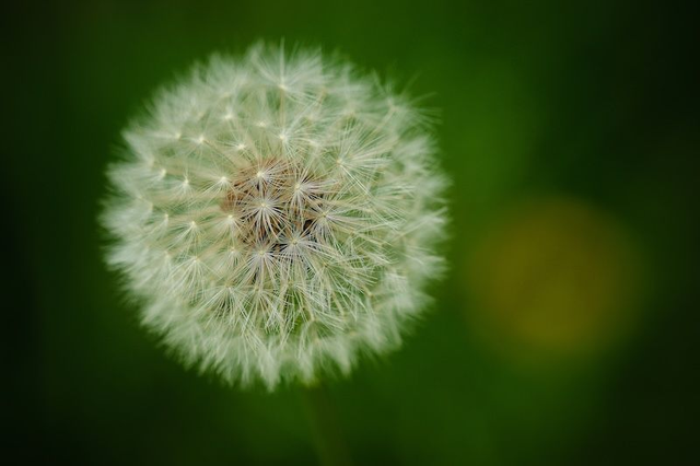 Pusteblume