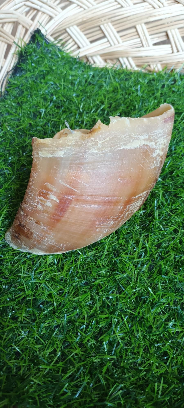 Cows Hoof x 1