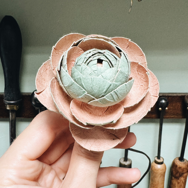 RENONCULE VERT / ROSE