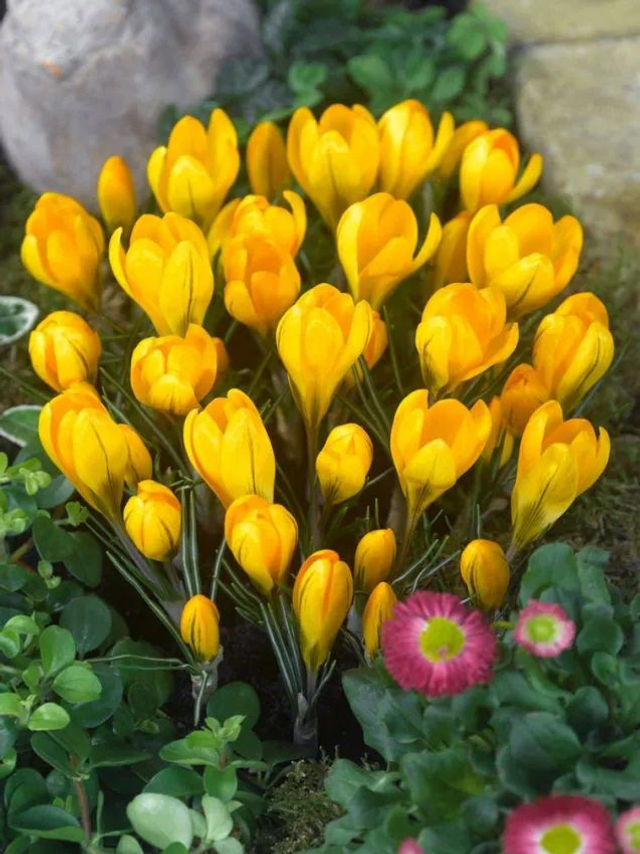 Crocus Jaune à Grandes Fleurs – Floraison précoce et lumineuse