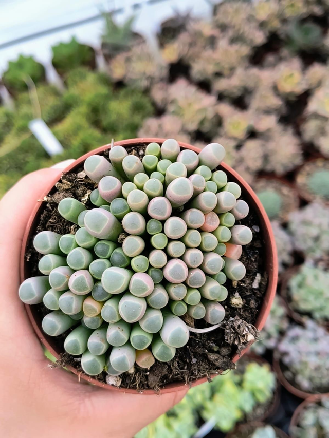 Fenestraria aurantiaca