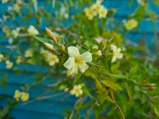 Jasminum officinale - Cream flower - 1ltr pot