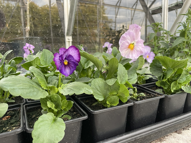 Pansy Inspire Lilac