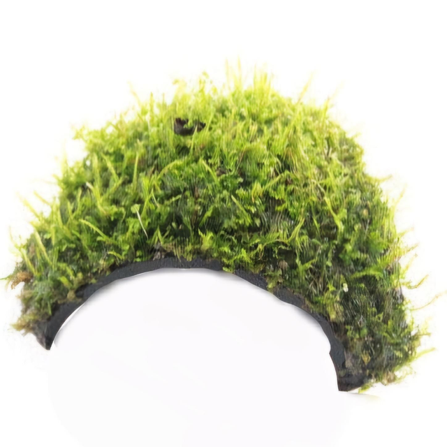 Kokos driegaats met mos 5413953356240