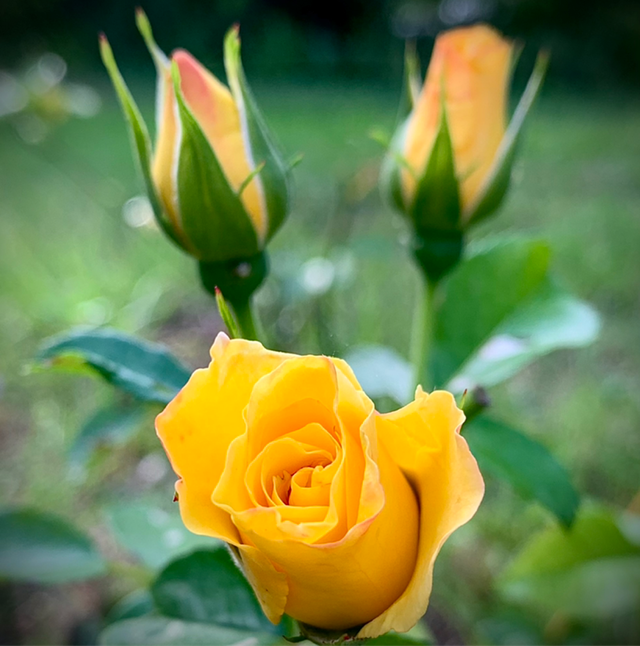 Engagement 3 sessions