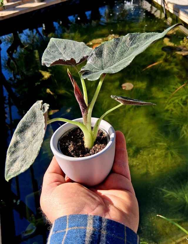 C50 . Alocasia 'Antoro Velvet'