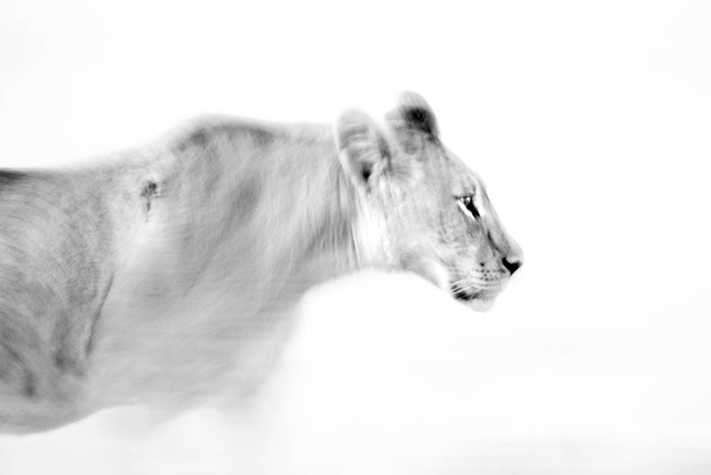 Tirage "Fantôme du désert"