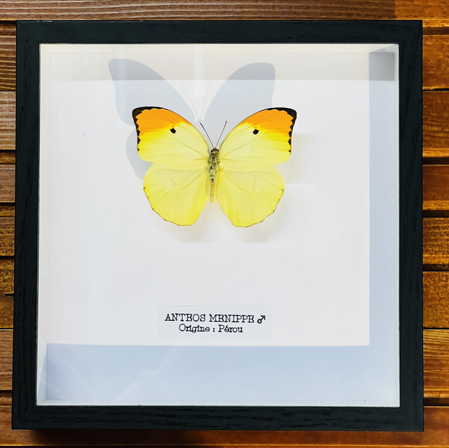 Anteos Menippe Mâle