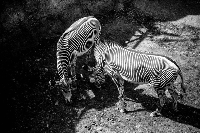 Zebras