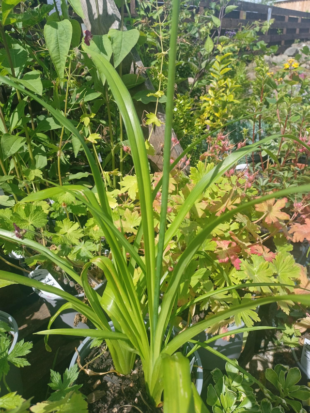 Hemerocallis (Day Lilly)