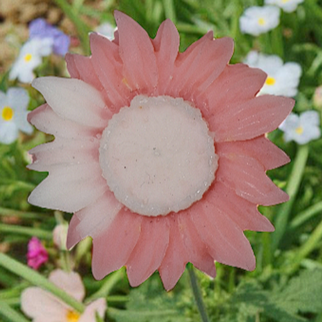 Fondant parfumé "Fleur de cerisier"