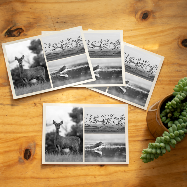 Carte postale &quot;Faune du Cotentin&quot;