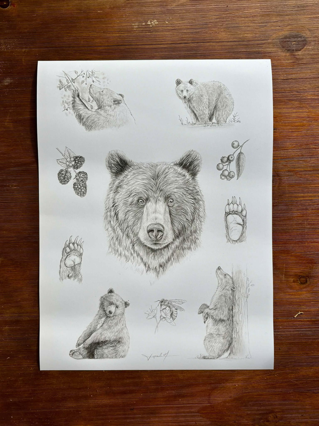 "Ursus arctos " - tirage d'art A3