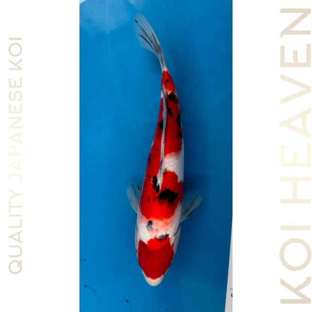 Shintaro Koi Farm Sanke Tosai 32cm