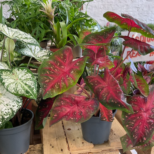 Caladium