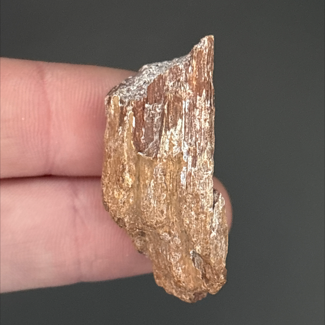 Carcharodontosaurus Bone Fragment