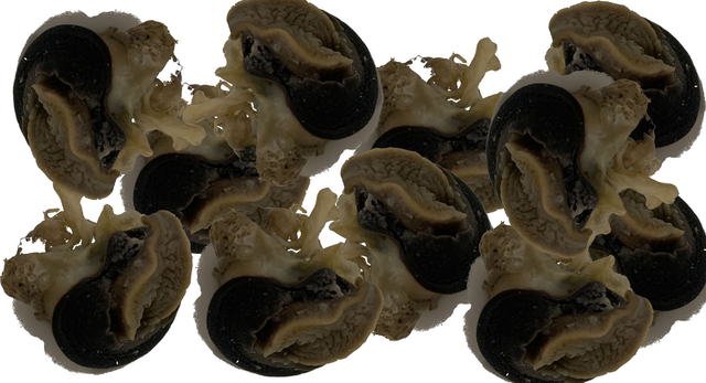 Chairs d&#039;escargots court-bouillonnée CONGELEE