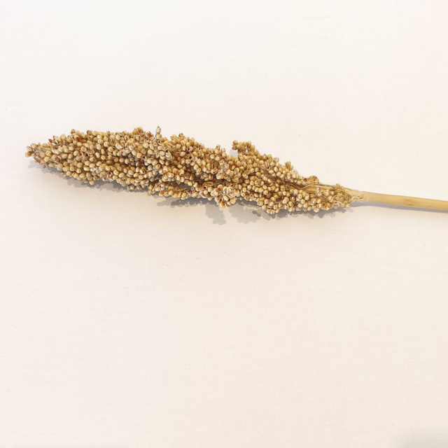 Sorgho sec – Grande tige naturelle pour bouquets secs et compositions florales structurées