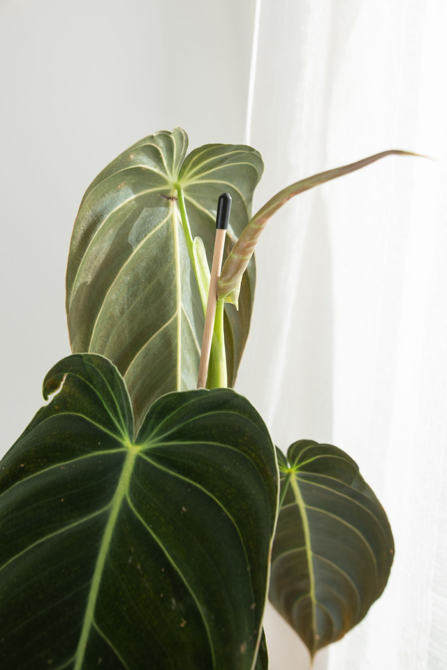 Philodendron Melanochrysum 🌿