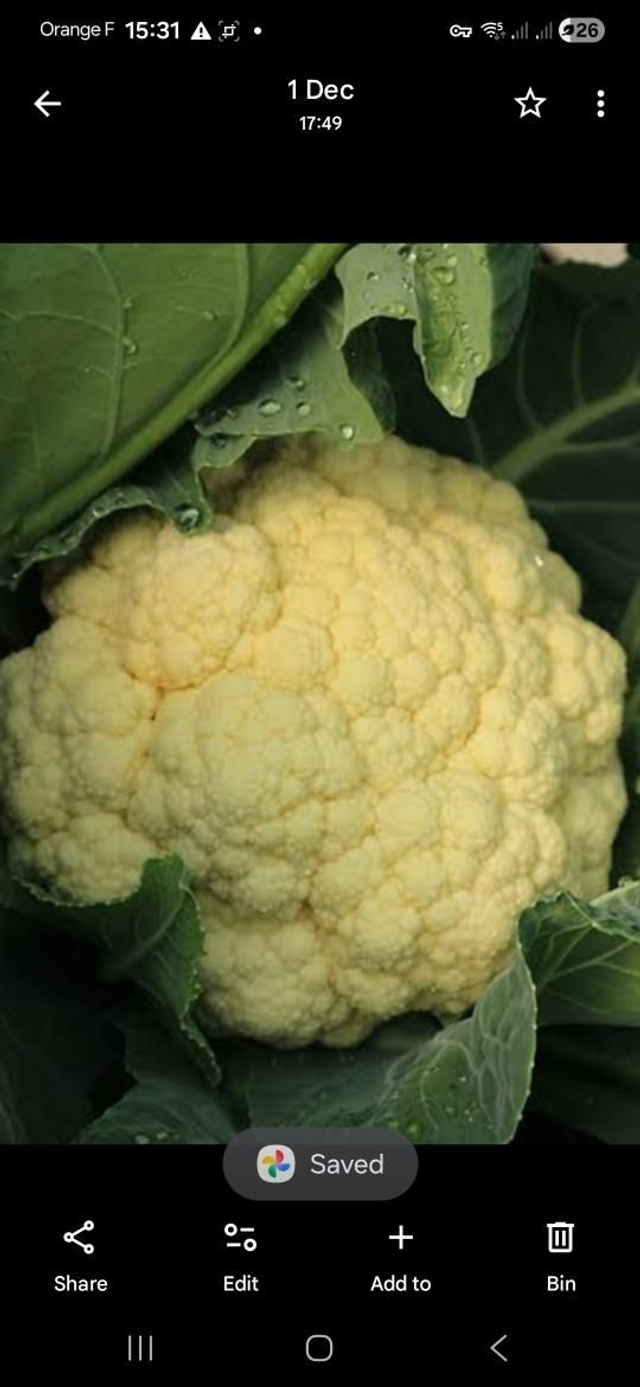 Z Human Treat Cauliflower 1