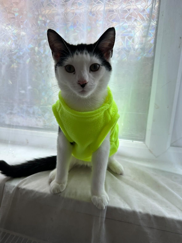 Cat fleece jumper