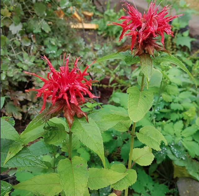 Monarde didyma à fleurs rouges