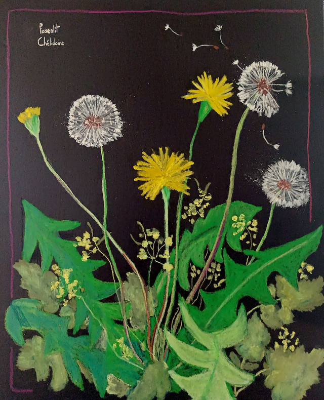 Pissenlits et chélidoine