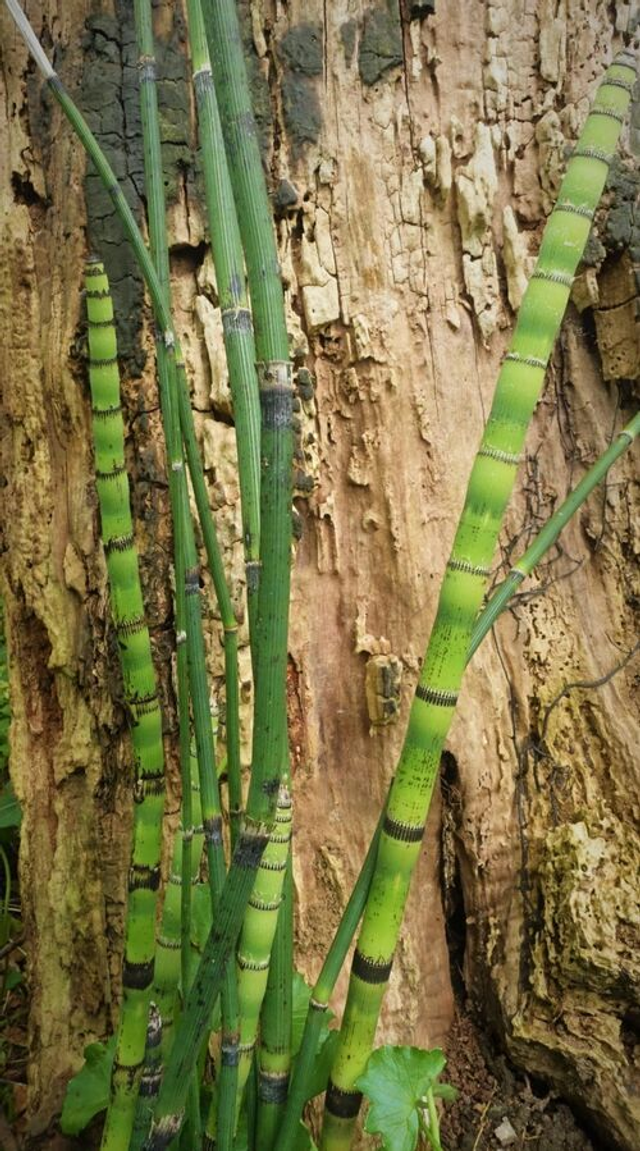 Equisetum hyemale var. Robustum - Giant Horsetail 