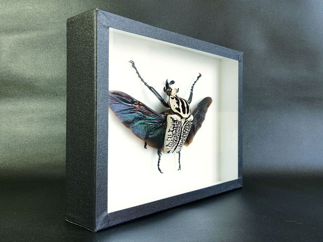 Goliathus goliathus meleagris (mâle)