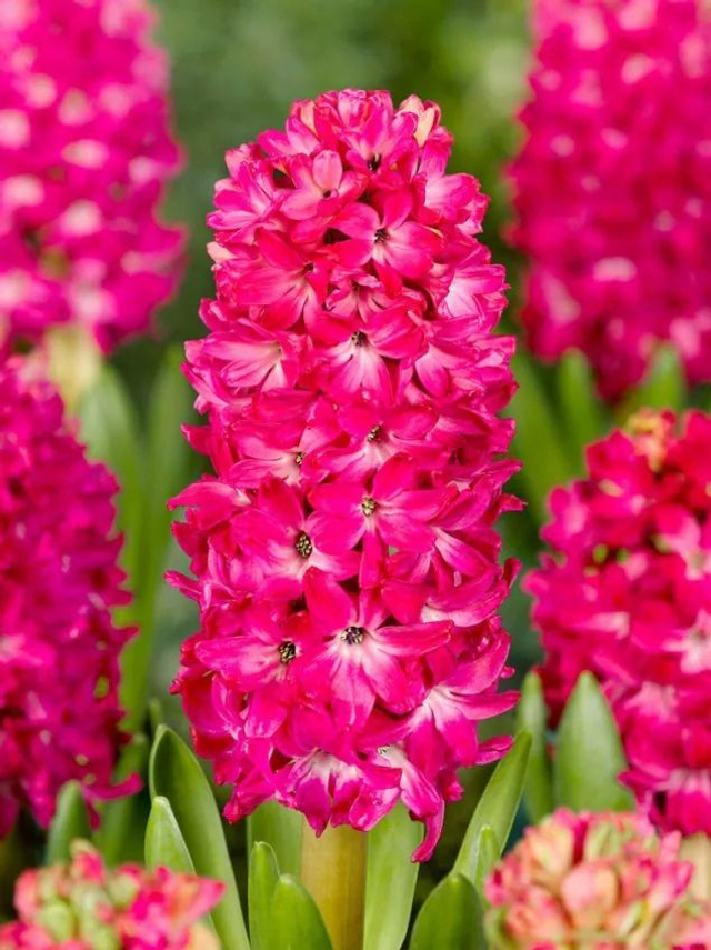 Jacinthe Jan Bos – Fleurs rouge vif parfumées