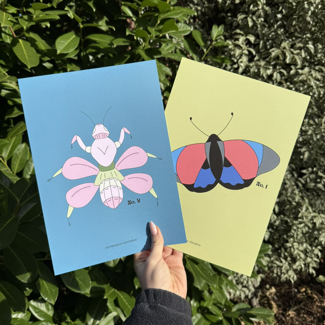 Art Print A4 - Agrias Claudina Butterfly