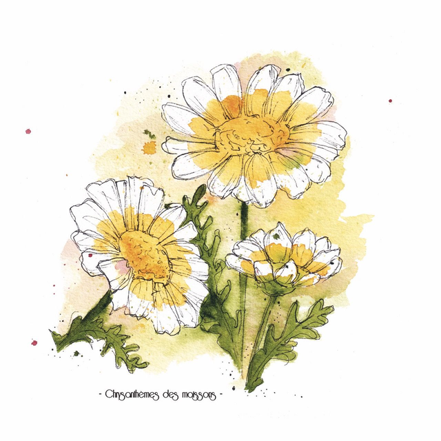 Chrysanthèmes des moissons