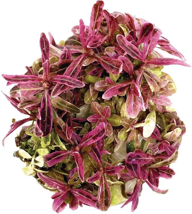 Easy grow hygrophila lancea chai 8715897352201