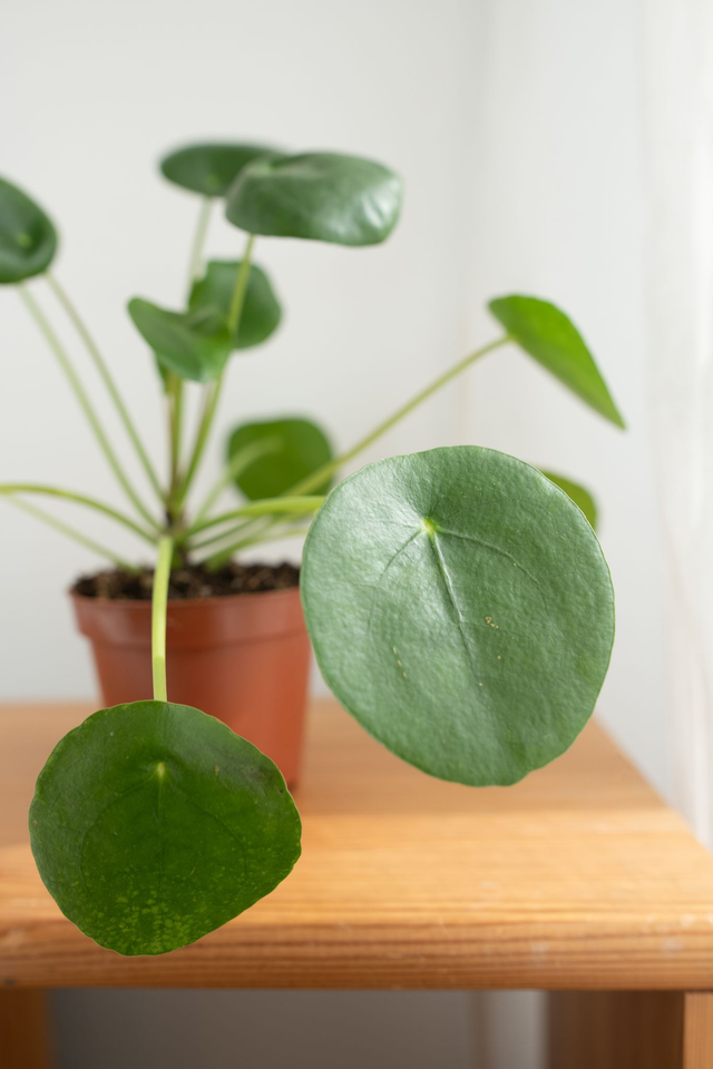 Pilea Peperomioides🌿