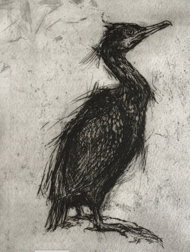 SP26 Cormorant 16/25 by Shelagh Popham,  Etching, 7”x 9”