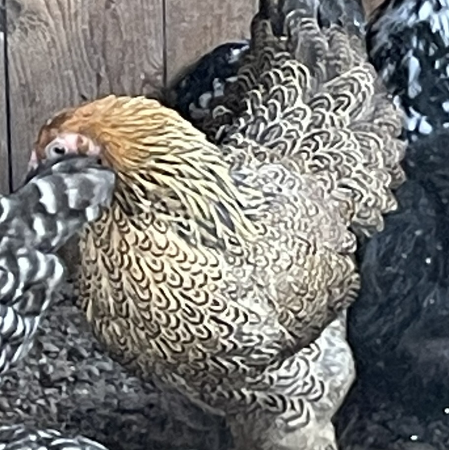 Brahma bantam hen Gold Partridge