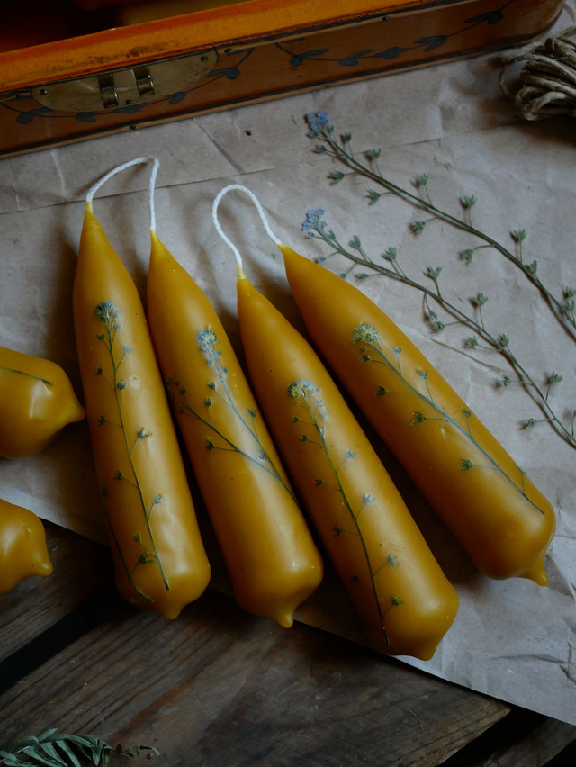 Bougies trempées MYOSOTIS